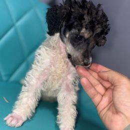 Lumi - Parti female Poodle puppy in Toledo, Ohio from Exquisite Dalmatians & Poodles