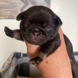 Brownie - Black female Pug puppy in Ridgefield, Washington from Cupid’s Pugs