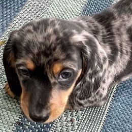 Dachshunds from Darling Dapple (mini) Dachshund