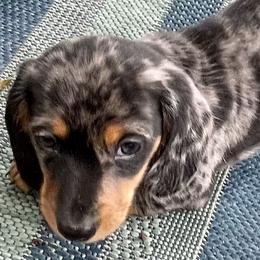 Dachshunds from Darling Dapple (mini) Dachshund