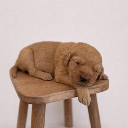 Pink Color Girl - Dark golden female Golden Retriever puppy in Loma Rica, California from BloomingPuppies