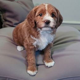 Taffy - Red  female Goldendoodle puppy in Glenford, Ohio from Mi-De Doodles