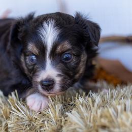 Carrie - Black tri female Toy Australian Shepherd puppy in Granbury, Texas from Best Little Aussies