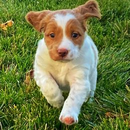 Brittany Puppies from Fernhill Brittanys