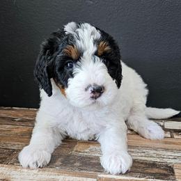 Baby Ruth - Black and white female Bernedoodle puppy in Decatur, Georgia from So Adoodable