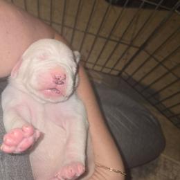 Nash - White male American Bulldog puppy in Abita Springs, Louisiana from Slumski's Bulldogs