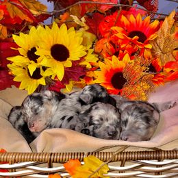 Pomeranians from Prissy Pets