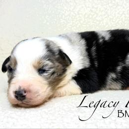 BMF Yahtzee - Blue merle female Australian Shepherd puppy in Shelby, Alabama from Legacy Farms