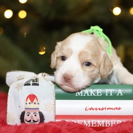 Lime - Caramel cream female Australian Labradoodle puppy in Calhoun, Louisiana from Arrowhead Australian Labradoodles
