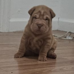 Apricot - Apricot dilute female Chinese Shar-Pei puppy in Bakersfield, California from Cashmerewrinkles