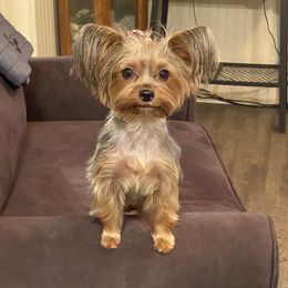 Lucy - Yorkshire Terrier