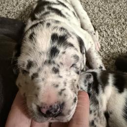 Harl Female 2 - Harlequin female Great Dane puppy in Ottumwa, Iowa from Robin's Great Danes