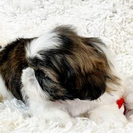 AKC Baby bobby - Tricolor male Shih Tzu puppy in Greenville, South Carolina from Babyface Shih Tzu
