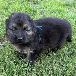 Blue male - Black and red male German Shepherd puppy in Herrick, South Dakota from Dakota Shepherds Kennels