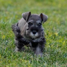 Bear - Salt and pepper male Miniature Schnauzer puppy in Snowflake / Phoenix, Arizona from Snowflake Schnauzers
