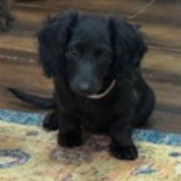 Pebbles - Dachshund