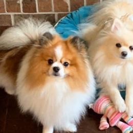 Pomeranians from Pom Family