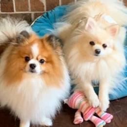Pomeranians from Pom Family
