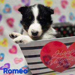 Romeo - Black white and tan male Shetland Sheepdog puppy in Wapello, Iowa from Willow Rayne shelties and more