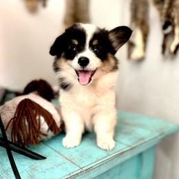 Starbucks - Black and white female American Corgi puppy in Bayard, Nebraska from Puppies by Alies