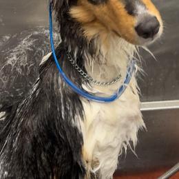 Collies from Alpine Collies