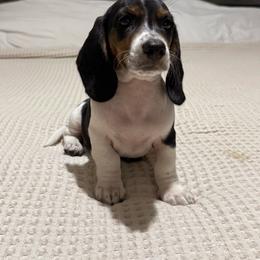 Black and tan piebald - Piebald male Dachshund puppy in Defuniak Springs, Florida from Anastasia Knight's Cocker Spaniels