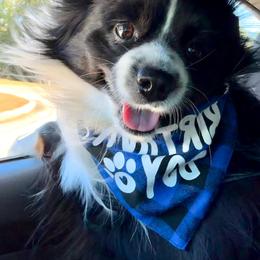 Cowboy - Toy Australian Shepherd