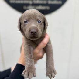 Lavendar collar - Silver female Dilute Retriever puppy in Valley Center, California from Stunning Silver Bullets Labradors