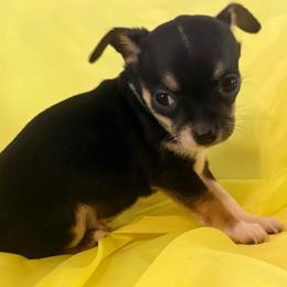 Darin AKC - Black and tan male Chihuahua puppy in Seneca, Missouri from Stephanie’s Puppy Colony