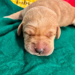Pink collar female 2nd pick - Yellow female Labrador Retriever puppy in Stafford Township, New Jersey from SommerLabs