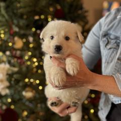 Grey Mae - White male Berger Blanc Suisse puppy in Brooksville, Florida from Vom Hundhaus Shepherds