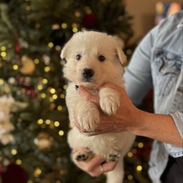 Grey Mae - White male Berger Blanc Suisse puppy in Brooksville, Florida from Vom Hundhaus Shepherds