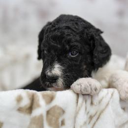 Rowan - Tri-color male Bernedoodle puppy in Delta, Pennsylvania from KEE Bernedoodles