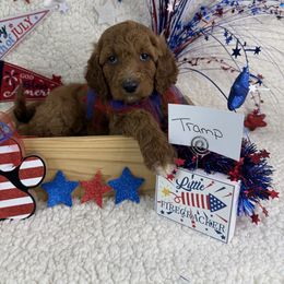 Boy 7 Tramp - Red Irish Doodle puppy in Galloway, Ohio from Heavenly Poodles
