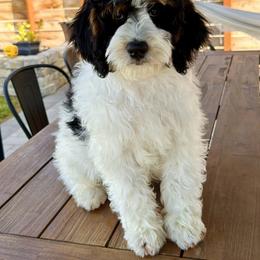 Mario- red collar male - Tri-color male Bernedoodle puppy in Salt Lake County, Utah from Coco Avenue Pups