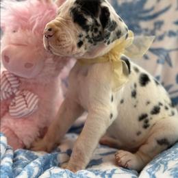 Arie - Harlequin female Great Dane puppy in Gig Harbor, Washington from Lakaya Danes