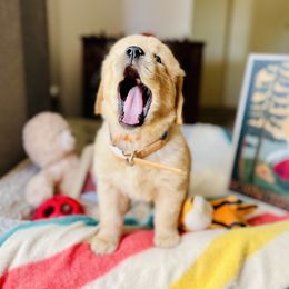 Golden Retriever Puppies from TaylerMade Goldens