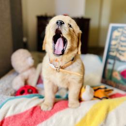 Golden Retriever Puppies from TaylerMade Goldens