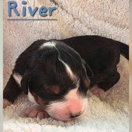 Boy 1 - Black rust and white male Bernese Mountain Dog puppy in Independence, Virginia from Chestnut Hill Bernese Mountain Dogs