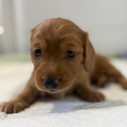 Sadie - Red female Dachshund puppy in Kennewick, Washington from Mini Dachshund Collection