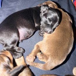 Dachshund Puppies from Jedi Weiner Ranch