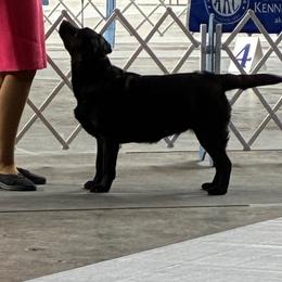 Ava - Black female Labrador Retriever puppy in Buckeye, Arizona from Foothills Labrador Retrievers