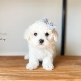 Maroon - Chloe Sullivan - White female Maltipoo puppy in Huntsville, Texas from Nelson Creek Farms