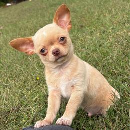 JJ - Cream male Chihuahua puppy in Gloucester, Virginia from Charlotte's Web of Chihuahuas