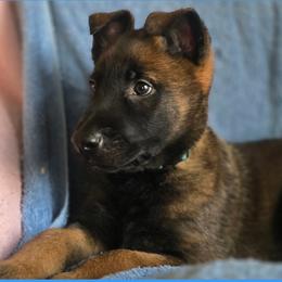 Puppy 2 - Red sable male Belgian Malinois puppy in Coral, Michigan from Leash of Honor LLC