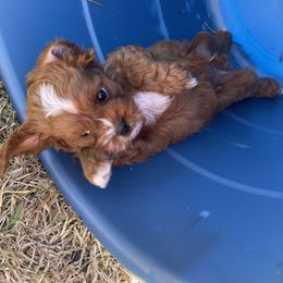 Cavapoo and Shihpoo Puppies from Haus of Doodles