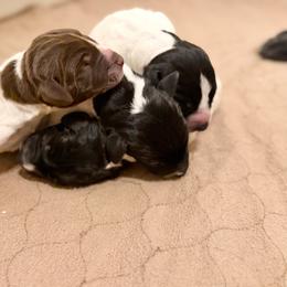 Girl 2 - Black roan female German Shorthaired Pointer puppy in San Tan Valley, Arizona from Upland Valley Kennels