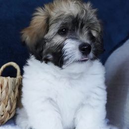 Wilbur - Tri-color male Coton de Tulear puppy in Forney, Texas from Buttercup Cotons of Texas