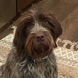 Josie or JoJo - Wirehaired Pointing Griffon