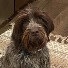 Josie or JoJo - Wirehaired Pointing Griffon
